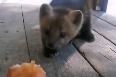 Cake Thief Extraordinaire: Hilarious Video Captures Sable the Sneaky Pup in a Dash for Dessert!