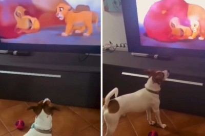 Heartwarming Video: Puppy's Emotional Response to 'The Lion King' Leaves Internet in Tears