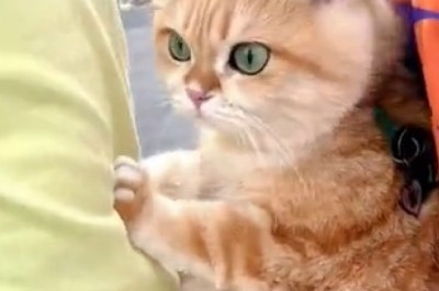 Hilarious Cat's Hysterical Reaction to Motorcycle Noise Will Leave You in Stitches!