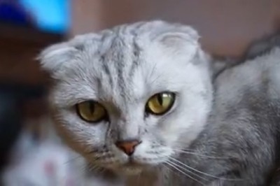 Hilarious Feline Quirks Alert: Meet the Earless Cat with a Personality that Defies Stereotypes!