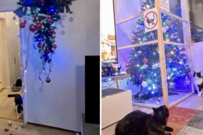 Hilarious Video Reveals Families' Epic Quest to Protect Christmas Trees from Cats!