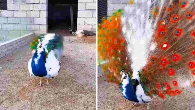 Mesmerizing Video: Peacocks Unleash Stunning Display of Magnificent Tails!