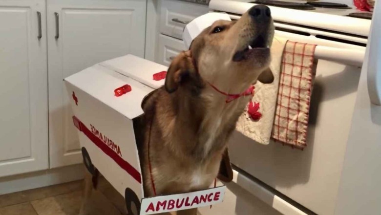 This Hilarious Ambulance Dog Video Will Make Your Day!
