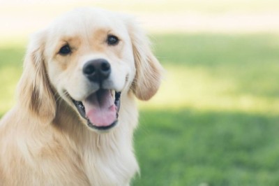 Unleashing the Fountain of Youth: Breakthrough Medication Promises Extended Lives for Large Dogs and Humans!