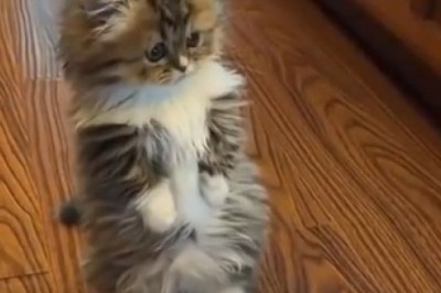Cuteness Overload Alert: Watch This Adorable Small Cat Melt Hearts!