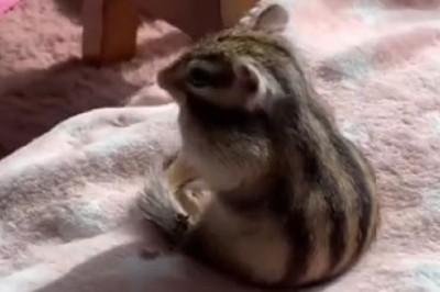 Cutest Chipmunk Ever! Watch Its Hilarious Antics That Will Leave You in Stitches!