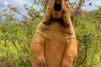 Hilarious Marmot Stares Skyward - What's Captivating Its Attention?