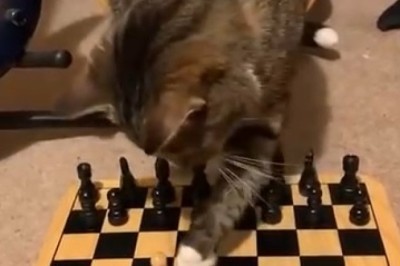 Paw-some Skill Alert! Watch in Awe as Clever Cat Takes Chess to a Whole New Level - Prepare for Hilarious Checkmate Madness!