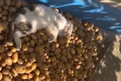 Unlikely Guardian! Sleeping Cat Protects Potatoes with Unbeatable Cuteness - A Hilarious Must-Watch!