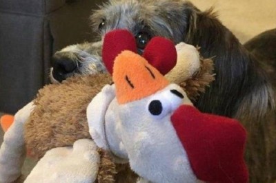 Heartbreaking Story: Abandoned Senior Dog Left in Stranger's Yard