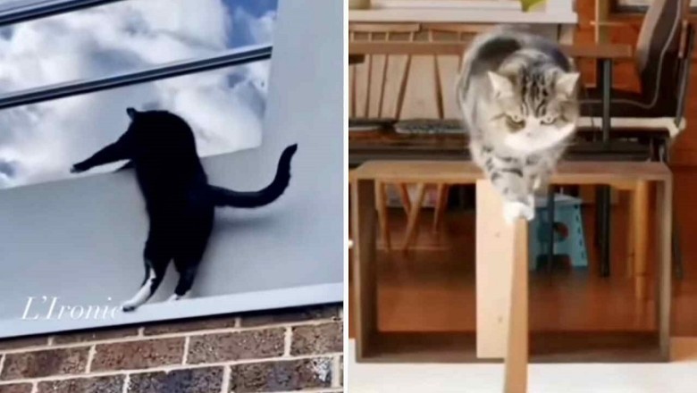 Unleashing the Astonishing Athleticism of Cats: Gravity-Defying Feats Captivate the Internet