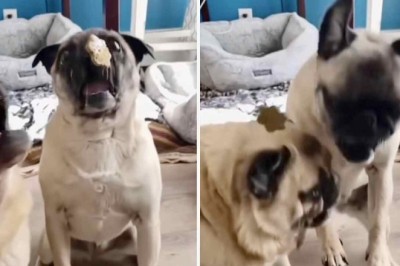 Hilarious Slow-Motion Video: Pugs Struggle to Catch Treats Mid-Air in the Most Adorable Way!