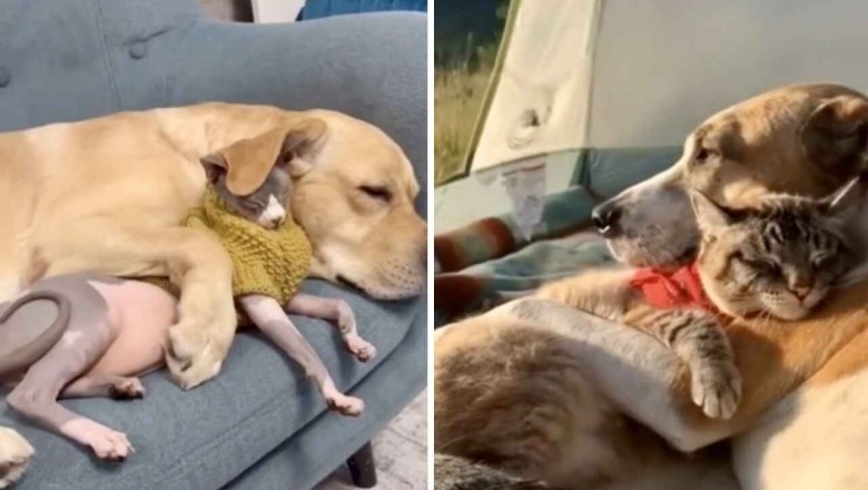 Unforgettable Moments of Love: Heartwarming Video Shows Dogs and Cats Breaking Stereotypes