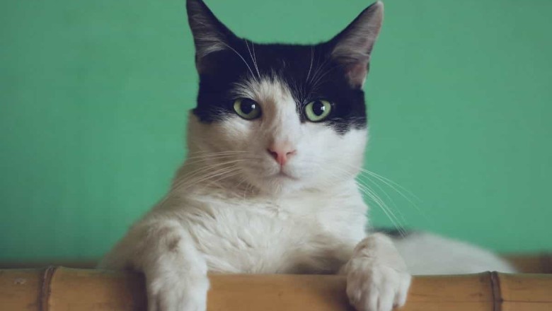 Unlocking the Secrets to Feline Longevity: A Comprehensive Guide to Extending Your Cat's Lifespan