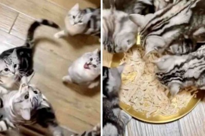 The Hilarious Chaos of Hungry Cats at Dinner Time Will Leave You in Stitches!