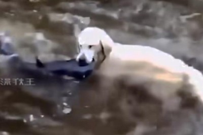 Unbelievable! Golden Retriever Snags Fish like a Pro - Watch the Jaw-Dropping Video!