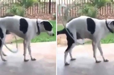 Unbelievable! Watch this Clever Canine Master the Hula Hoop and Leave You in Stiches!