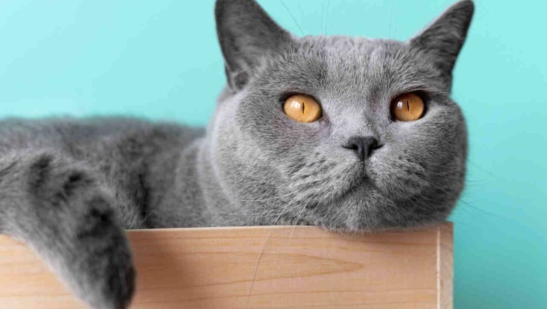 Unveiling Mind-Blowing Scientific Discoveries about Pets: An Insider's Look into the Animal Kingdom in 2023