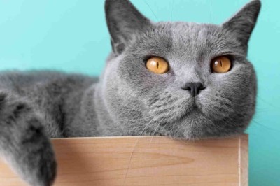 Unveiling Mind-Blowing Scientific Discoveries about Pets: An Insider's Look into the Animal Kingdom in 2023