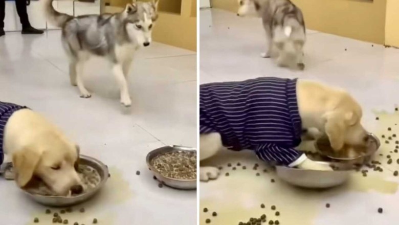 Viral Video Alert: Hilarious Golden Retriever Ruins Dinner and Breaks the Internet!