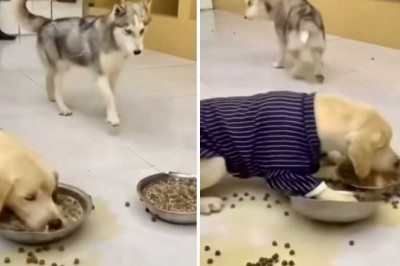 Viral Video Alert: Hilarious Golden Retriever Ruins Dinner and Breaks the Internet!