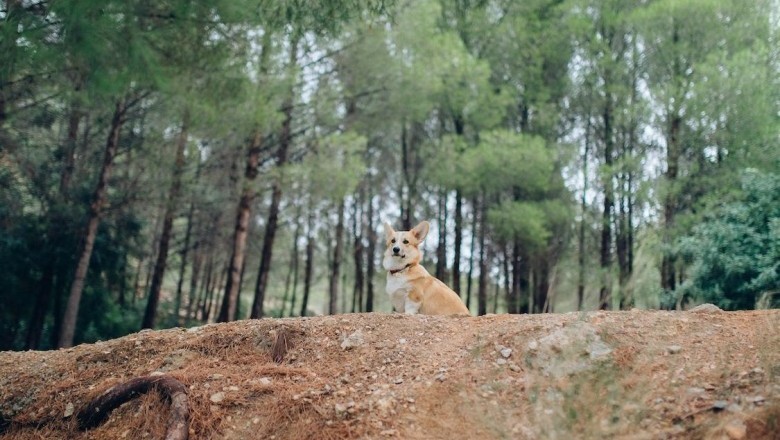 15 Irresistibly Adorable Dog Breeds That Will Melt Your Heart Instantly!