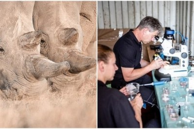 A Triumph of Science: Test Tube Rhinoceroses Signal Hope for Saving an Extinct Species
