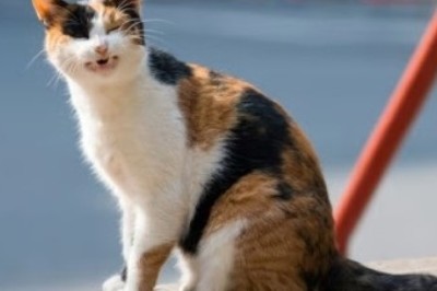 Coughing in Cats: Causes, Treatments, and Prevention