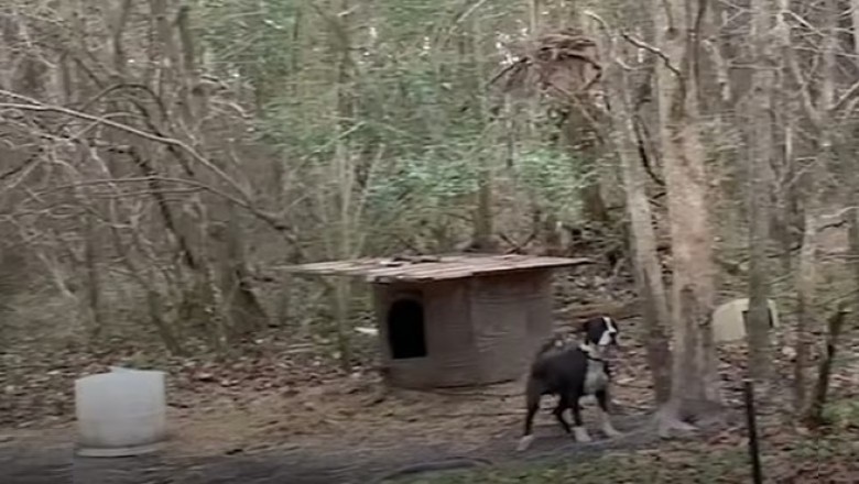 Dog Chained Outside for 4 Years Finally Experiences Love and Joy: His First Holiday in a Warm Home