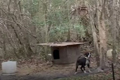 Dog Chained Outside for 4 Years Finally Experiences Love and Joy: His First Holiday in a Warm Home