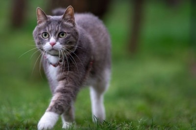 Embracing the Wild: Stories of Thriving in Nature's Grasp