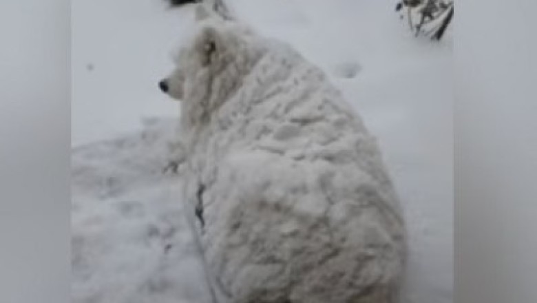 Enzo the Snow-Crazed Samoyed Takes TikTok by Storm – A Winter Wonderland Delight!