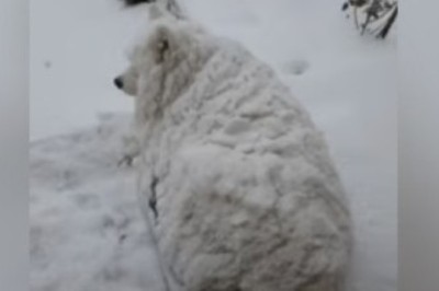 Enzo the Snow-Crazed Samoyed Takes TikTok by Storm – A Winter Wonderland Delight!