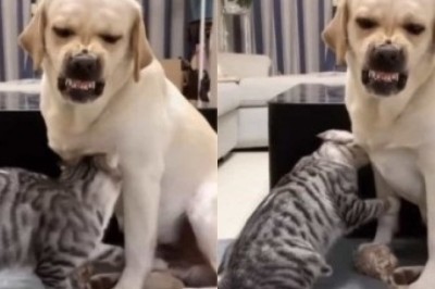 Fearless Kitten Takes a Risk, Petting Aggressive Dog — Watch This Incredible Video!