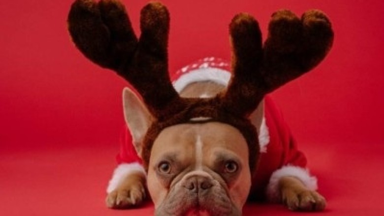 Keep Your Pet Stress-Free this Holiday Season: 5 Tips Every Pet Owner Should Know!