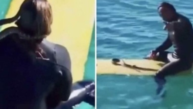 Man Fined $1,500 for Taking Pet Snake Surfing - The Shocking Video Goes Viral