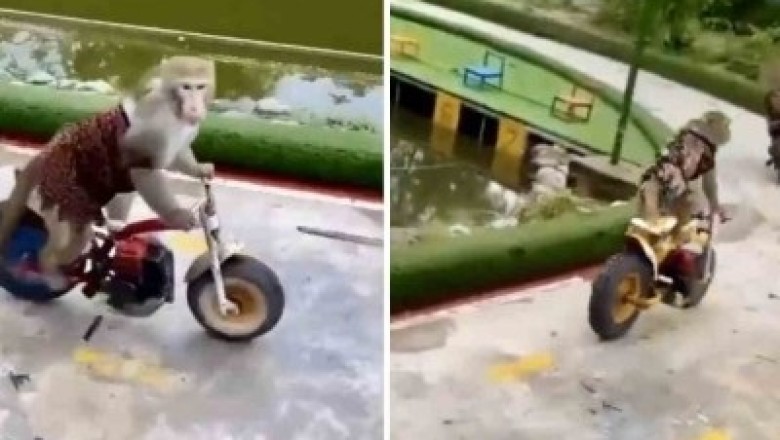 Mind-Blowing Monkey Motorbike Race Leaves Internet Speechless!