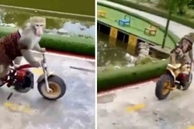 Mind-Blowing Monkey Motorbike Race Leaves Internet Speechless!