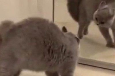 Paws-itively Hilarious: Funny Pets That Will Leave You in Stitches!