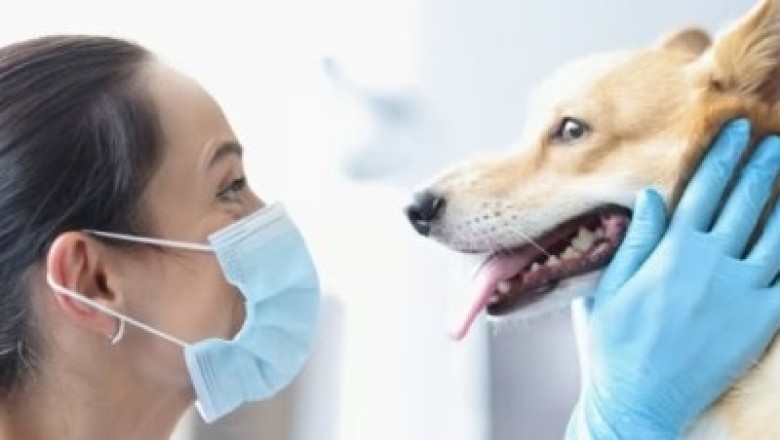 Say Goodbye to Costly Vet Bills! Learn How to Naturally Prevent Tartar in Dogs and Keep Their Teeth Clean
