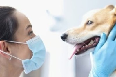 Say Goodbye to Costly Vet Bills! Learn How to Naturally Prevent Tartar in Dogs and Keep Their Teeth Clean