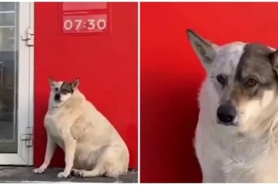 The Chonkiest Pup of Ugra: How Social Media United to Help Mukha, the Adorable Giant Dog