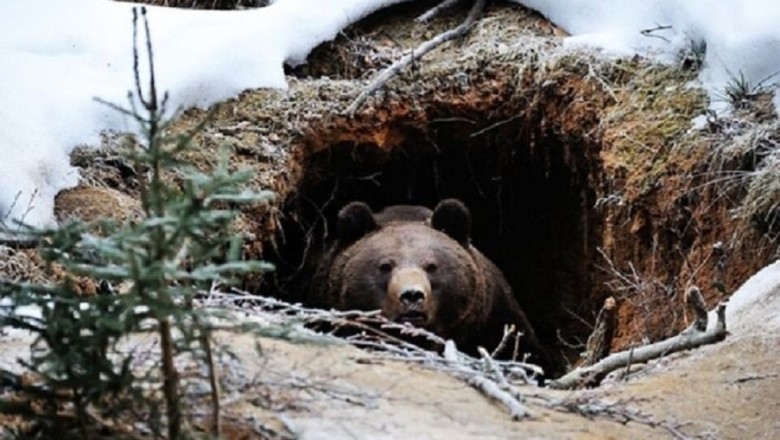 The Enigmatic Mysteries of Bear Hibernation: Unveiling the Secrets of Den Sleeping