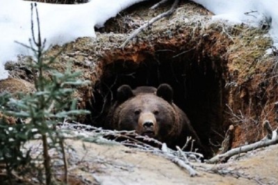 The Enigmatic Mysteries of Bear Hibernation: Unveiling the Secrets of Den Sleeping