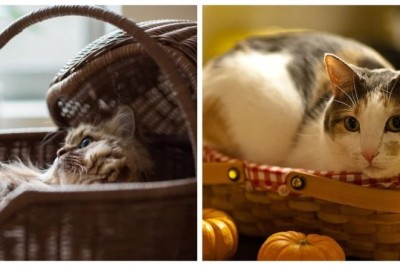 The Sacred Basket: Unveiling the Feline Charms of the Cat in a Basket