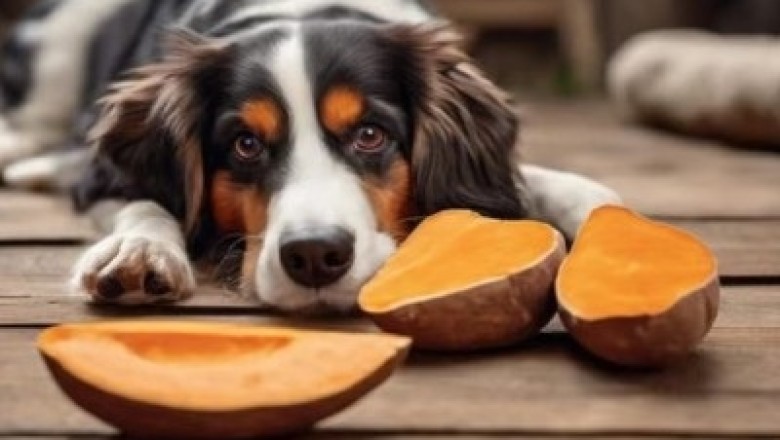 The Secret Superfood for Dogs: Why Sweet Potatoes are a Game-Changer!