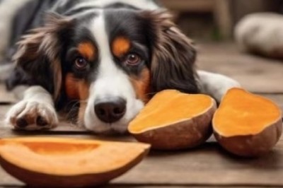 The Secret Superfood for Dogs: Why Sweet Potatoes are a Game-Changer!