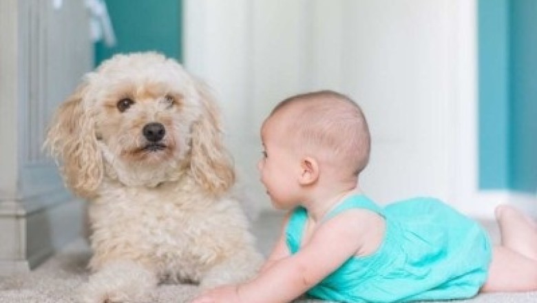 The Ultimate Guide to Choosing the Perfect Pet for Your Children