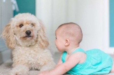 The Ultimate Guide to Choosing the Perfect Pet for Your Children