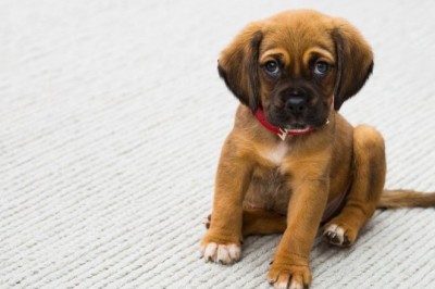 The Ultimate Guide to Owning a Dog: Everything You Need to Know Before Bringing Home Your Furry Best Friend!